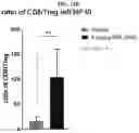Fig. 24 - IL-2 conjugates and methods of use thereof