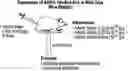 Fig. 01 - Gene therapy for eosinophilic disorders