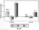 Fig. 06 - METHODOLOGY FOR IDENTIFYING GENE DELIVERY VECTORS WITH RETINAL CELL SPECIFICITY IN NON-HUMAN PRIMATE