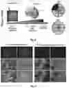 Fig. 07 - METHODOLOGY FOR IDENTIFYING GENE DELIVERY VECTORS WITH RETINAL CELL SPECIFICITY IN NON-HUMAN PRIMATE