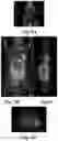 Fig. 12 - SALICYLIC ACID-BASED POLYMERIC CEST CONTRAST AGENTS TARGETING PROSTATE-SPECIFIC MEMBRANE ANTIGEN AND USES THEREOF