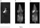Fig. 10 - Preparation for magnetic resonance diagnostics for oncological diseases, comprising deuterated 3-O-methylglucose, and diagnostic method using said preparation