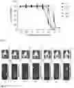 Fig. 04 - Synthesis and composition of photodynamic therapeutic agents for the targeted treatment of cancer