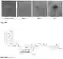 Fig. 20 - Synthesis and composition of photodynamic therapeutic agents for the targeted treatment of cancer
