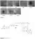 Fig. 25 - Synthesis and composition of photodynamic therapeutic agents for the targeted treatment of cancer