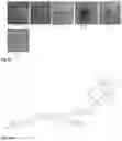 Fig. 48 - Synthesis and composition of photodynamic therapeutic agents for the targeted treatment of cancer