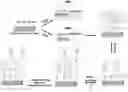 Fig. 01 - FLUOROSILINATED LIQUID-INFUSED SURFACES WITH EMBEDDED BIOMOLECULES, METHODS OF MAKING AND USES THEREOF
