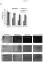 Fig. 09 - FLUOROSILINATED LIQUID-INFUSED SURFACES WITH EMBEDDED BIOMOLECULES, METHODS OF MAKING AND USES THEREOF