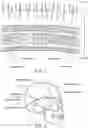 Fig. 02 - INTRACALVARIAL BCI SYSTEMS AND METHODS FOR THEIR MAKING, IMPLANTATION AND USE