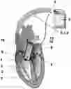 Fig. 01 - Method and apparatus for recovering and stabilizing normal heart rate of patients suffering in or being inclined to having atrial fibrillation