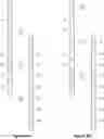 Fig. 07 - Dynamic visualization of neuronal sub population interactions