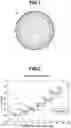 Fig. 02 - Multi-piece solid golf ball