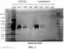 Fig. 04 - Purification and labeling of extracellular vesicles using a mixed mode resin composition