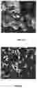 Fig. 04 - Porous liquids