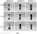 Fig. 02 - Method of preparing carbon aerogel precursor, carbon aerogel precursor prepared thereby, and carbon aerogel