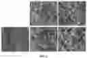 Fig. 07 - Method of preparing carbon aerogel precursor, carbon aerogel precursor prepared thereby, and carbon aerogel