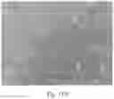 Fig. 19 - Polymeric capsules