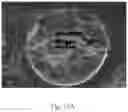 Fig. 35 - Polymeric capsules