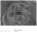 Fig. 43 - Polymeric capsules