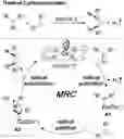 Fig. 01 - Compositions and methods for catalysts based on bridged chiral amidoporphyrins and their metal complexes