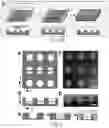 Fig. 05 - Hydrogel membrane and methods for selective retrieval of microbial targets