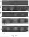 Fig. 12 - Hydrogel membrane and methods for selective retrieval of microbial targets