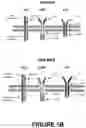 Fig. 03 - Therapeutic agents