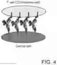 Fig. 05 - Antigen-binding molecule containing modified antibody variable region