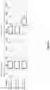 Fig. 03 - Antibody constructs for DLL3 and CD3