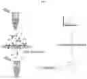 Fig. 02 - Identification of host cell proteins
