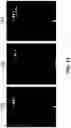 Fig. 09 - Nanostructure pixel sensing method