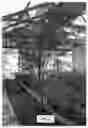 Fig. 02 - tree named ‘Sonoran’