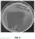 Fig. 03 - Starch-based edible coating compositions and uses thereof
