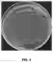 Fig. 04 - Starch-based edible coating compositions and uses thereof