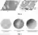 Fig. 07 - Starch-based edible coating compositions and uses thereof