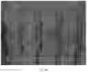 Fig. 08 - Composite scaffold for the repair, reconstruction, and regeneration of soft tissues