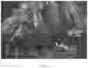 Fig. 10 - Composite scaffold for the repair, reconstruction, and regeneration of soft tissues