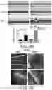 Fig. 08 - Compositions and methods for treating allergic inflammatory conditions