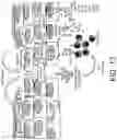 Fig. 19 - Compositions and methods for treating allergic inflammatory conditions