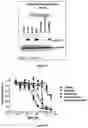 Fig. 06 - EGFR ANTIBODY CONJUGATES