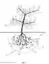 Fig. 02 - Methods and Systems for Enhanced Plant Growth and Antioxidation