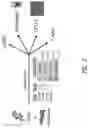 Fig. 03 - HEMATOPOIETIC STEM AND PROGENITOR CELL THERAPY
