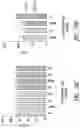 Fig. 24 - HEMATOPOIETIC STEM AND PROGENITOR CELL THERAPY