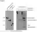 Fig. 08 - CAS12C COMPOSITIONS AND METHODS OF USE