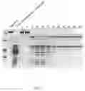 Fig. 02 - Methods for the manufacture of proteolytically processed polypeptides