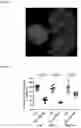 Fig. 41 - Bioactive conjugates for oligonucleotide delivery