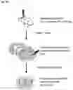 Fig. 46 - Bioactive conjugates for oligonucleotide delivery