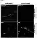 Fig. 65 - Bioactive conjugates for oligonucleotide delivery