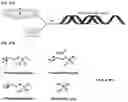 Fig. 72 - Bioactive conjugates for oligonucleotide delivery
