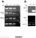 Fig. 03 - Compositions and methods for modulating dysferlin expression
